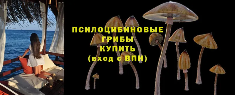 Псилоцибиновые грибы Psilocybine cubensis  hydra как войти  Кострома 